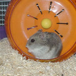 回し車でゆるり