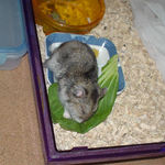 青梗菜を齧るユウキ