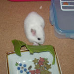 青梗菜を食べるアイ