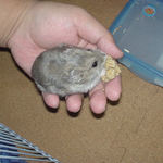 粟の穂を食べるコーキ