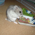 乾燥パパイヤを食べるコーキ