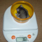 ユウキは体重減少