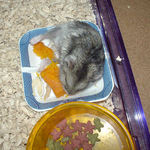 カボチャを食べるユウキ