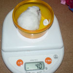 アイも体重減少