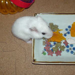 カボチャを食べるアイ