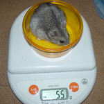 コーキは体重変わらず