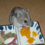 カボチャを食べるコーキ