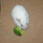 ブロッコリーを食べるアイ