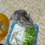 ブロッコリーを食べるユウキ