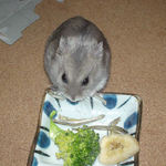 煮干を食べるコーキ