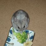 ブロッコリーを食べるコーキ
