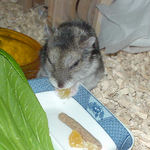 乾燥フルーツを食べるユウキ