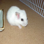 乾燥フルーツを食べるアイ