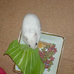 青梗菜を食べるアイ