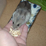 コメコメポップを受け取るコーキ