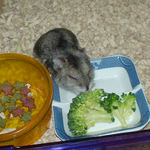 ブロッコリーを食べるユウキ