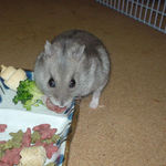 乾燥イチゴを食べるコーキ