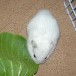 青梗菜に食いつくアイ