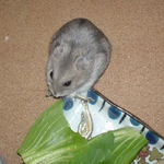 煮干を食べるコーキ