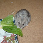 青梗菜を食べるコーキ