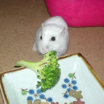 ブロッコリーに食いつくアイ