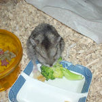 ブロッコリーを食べるユウキ