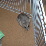 散歩中のコーキ