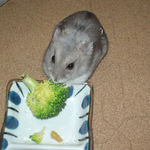 ブロッコリーに食いつくコーキ