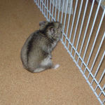 サークル内を散歩中のユウキ