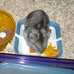 カボチャを食べるユウキ