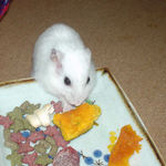 カボチャを食べるアイ