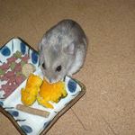 カボチャに食いつくコーキ