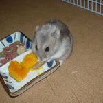 ミートジャーキーに食いつくコーキ