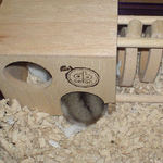 巣箱からおしりだけだして眠ってました