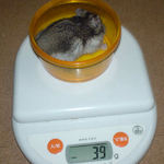 先週より、少し体重が増えました