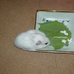 小松菜を食べるアイ