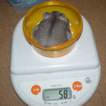 コーキも体重増加