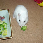 ブロッコリーを食べるアイ