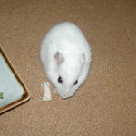 蒸鶏ささみを食べるアイ