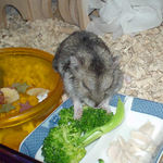 ブロッコリーを食べるユウキ