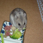 ブロッコリーを食べるコーキ