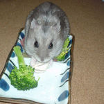 蒸鶏ささみを食べるコーキ