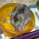 乾燥イチゴを食べるユウキ