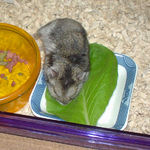 小松菜を齧るユウキ