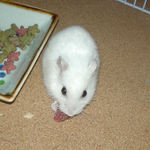 乾燥イチゴに食いつくアイ