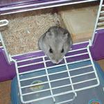 おそるおそるケージから出てきました