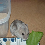 小松菜に食いつくコーキ