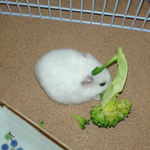 ブロッコリーを食べるアイ