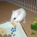 ハム用チーズを食べるアイ