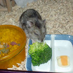 ブロッコリーを食べるユウキ